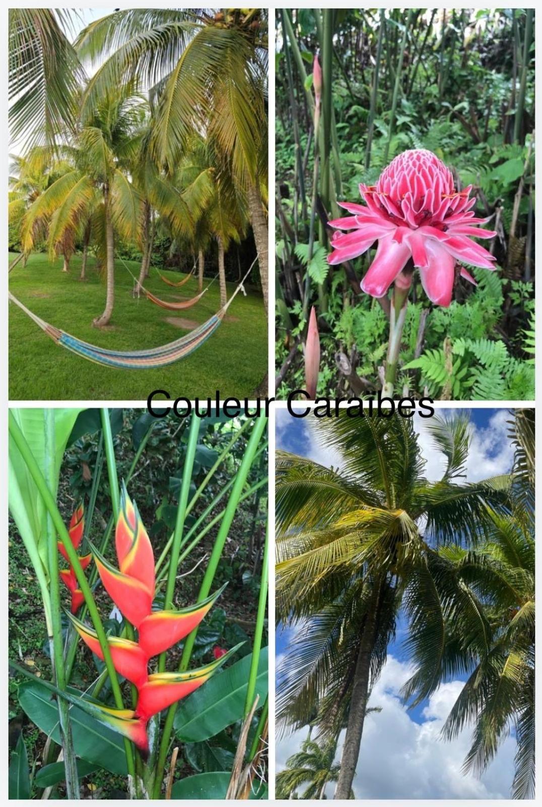 Couleur Caraibes-Cocobeach Martinique Pierre Et Vacances Sainte-Luce Exteriör bild